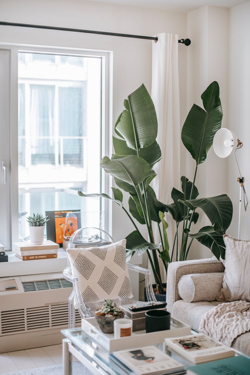 decorative plant on living room