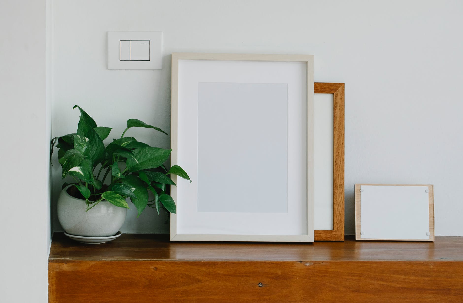 blank frames near potted plant