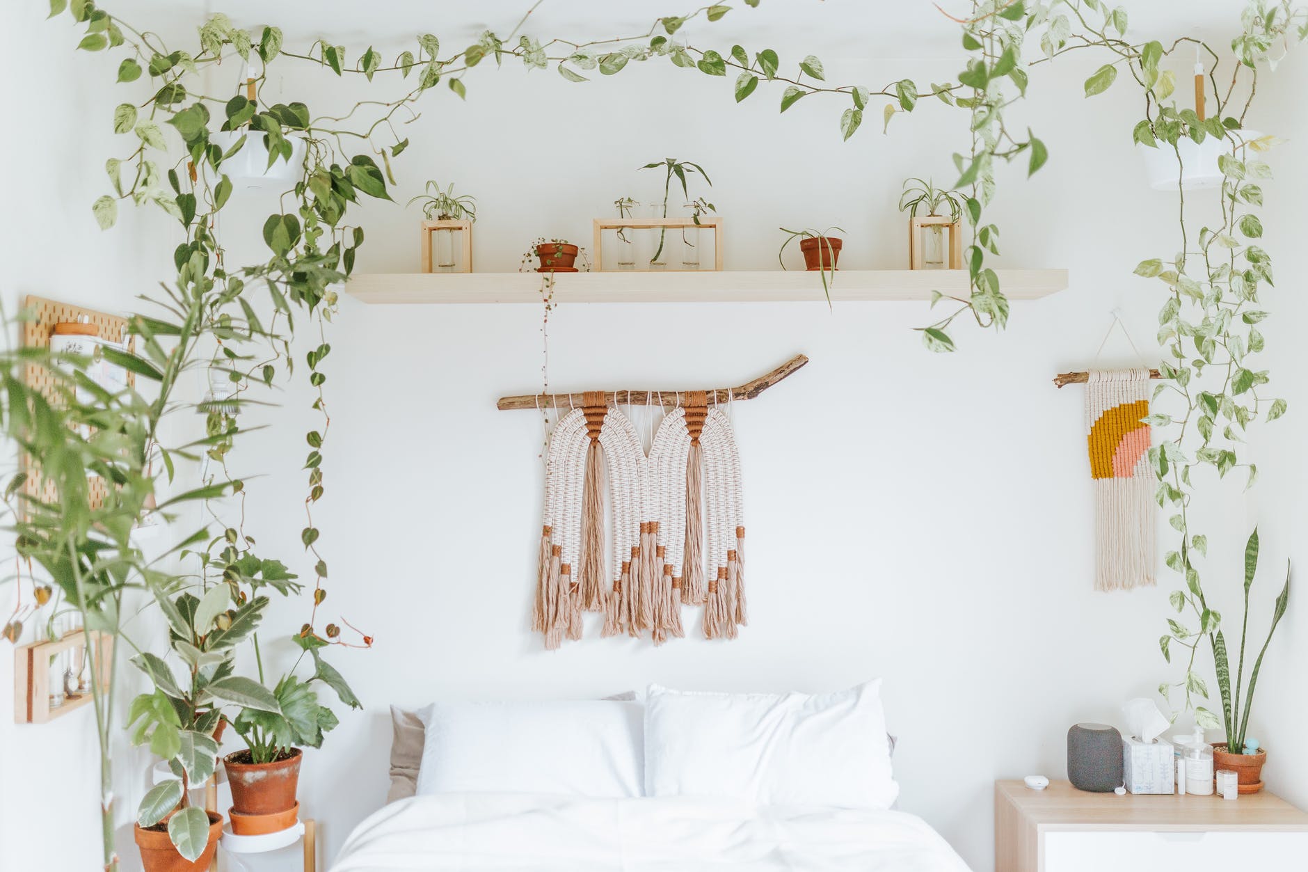 indoor plants in a bedroom