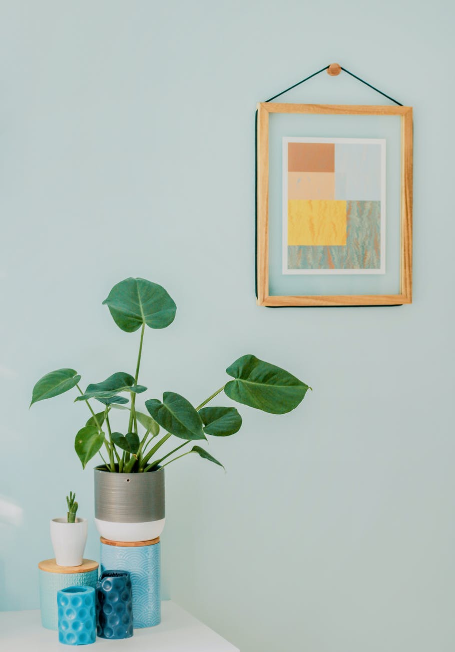 orbicular plant on desk