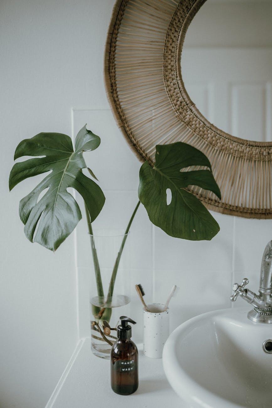 photo of a monstera deliciosa plant near a mirror